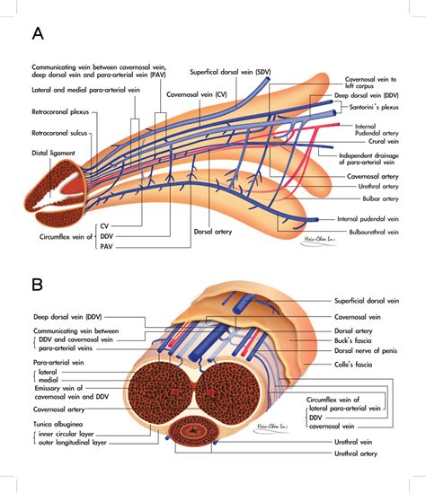 penis photo|Category : Anatomy of the human penis